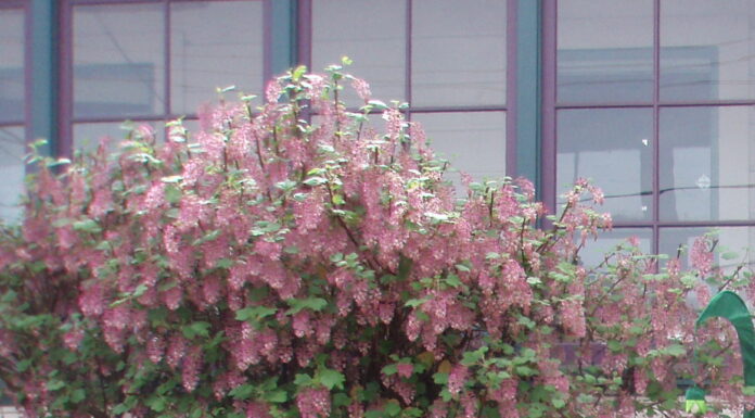 Planting for erosion control