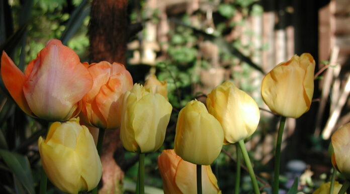 Do any bulbs really bloom in a shady garden?
