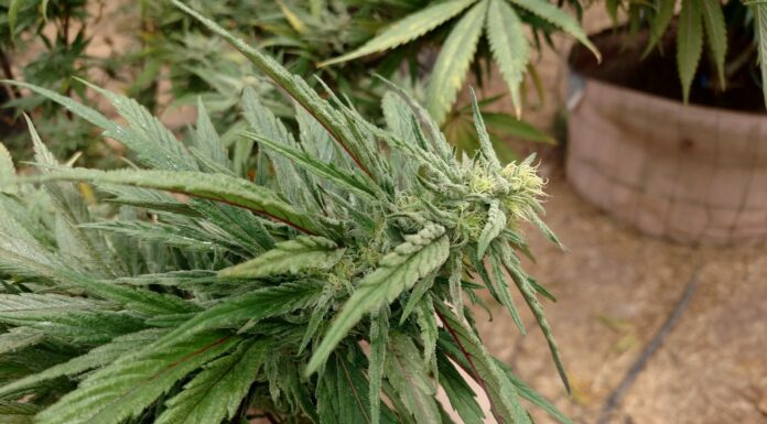 Farmers face black market pressure