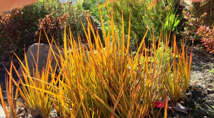There’s an ornamental grass for every garden