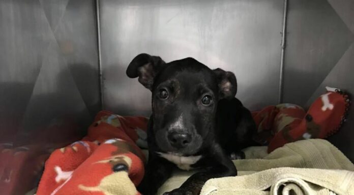 Saving sick puppies