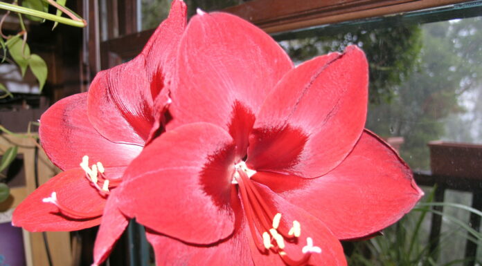 Poisonous plants to keep away from kids, pets