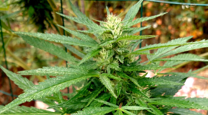 County cannabis license option no guarantee for growers