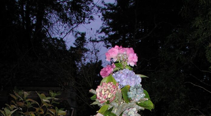 A gardener’s Christmas poem