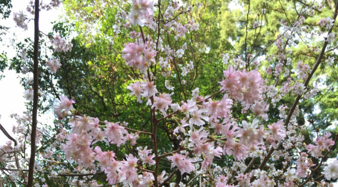 Get trees now, before they blossom