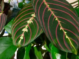 Winter rules for houseplants