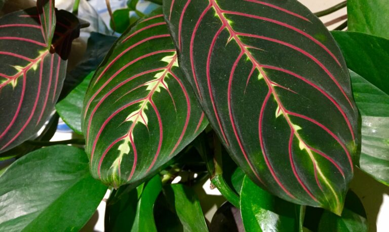 Winter rules for houseplants