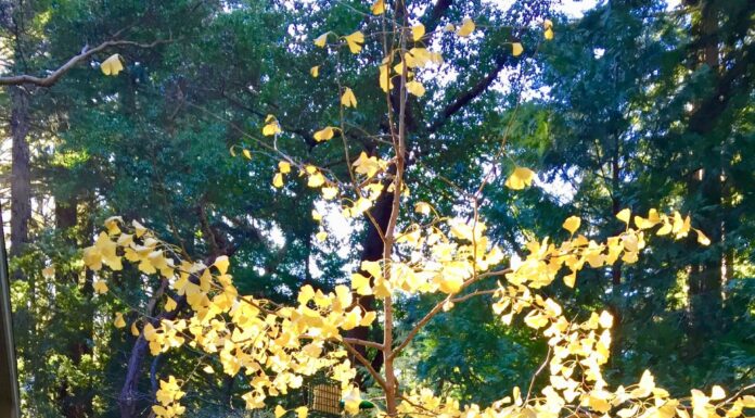 What the new year means to a gardener