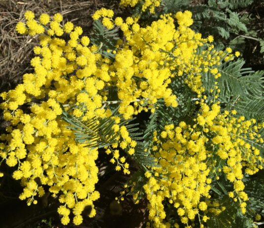 Planting for the allergy sufferer in mind
