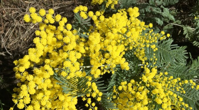 Planting for the allergy sufferer in mind