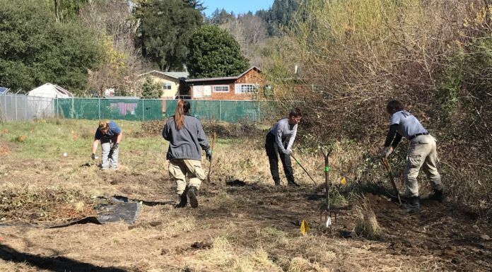 AmeriCorps working hard on Felton project