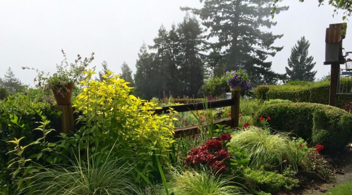 Planning for a sustainable garden