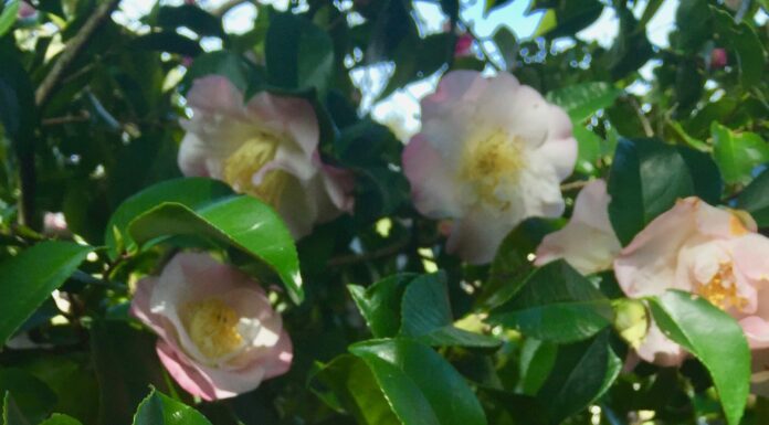 How to plan to plant according to the weather and climate