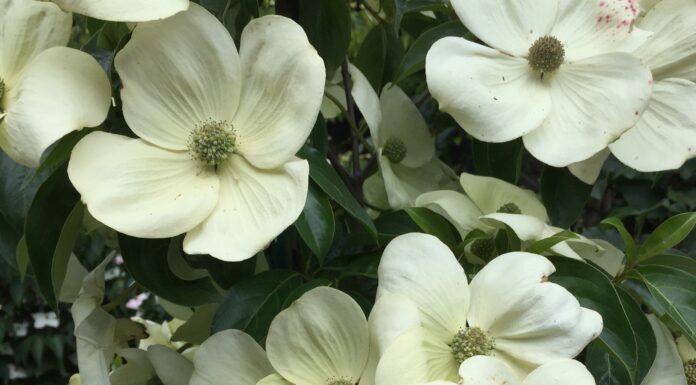 Grow flowering Dogwoods