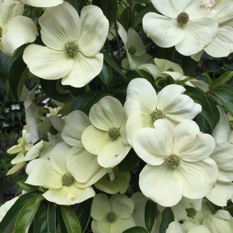 Grow flowering Dogwoods