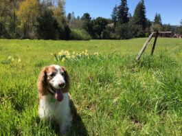 April in the Garden