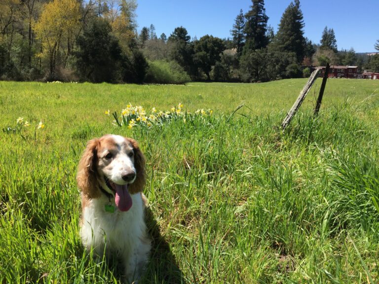 April in the Garden