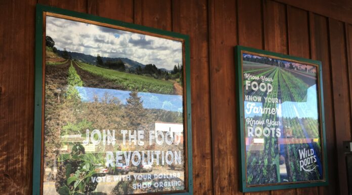 Wild Roots Market begins its story