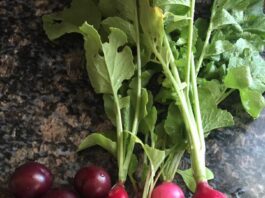 Tips for Growing Vegetables in Shade