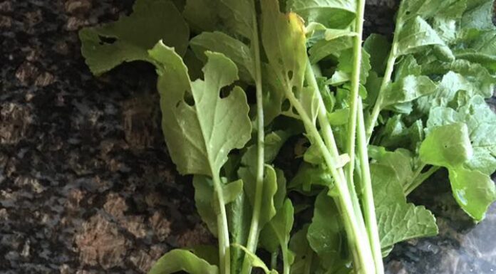 Tips for Growing Vegetables in Shade
