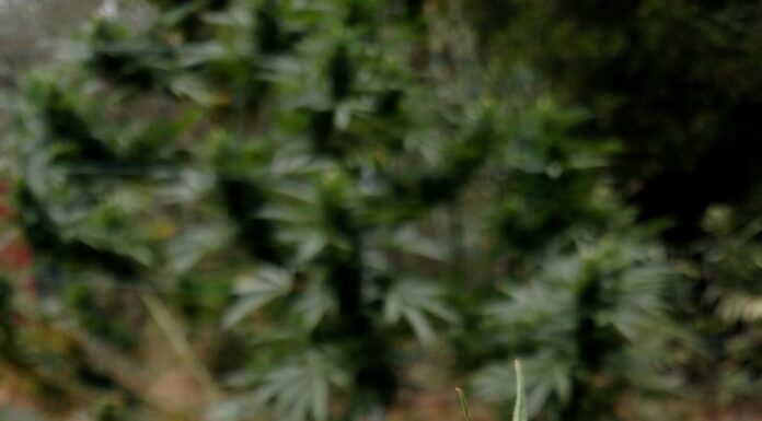 County Supervisors closing in on final marijuana cultivation regulations