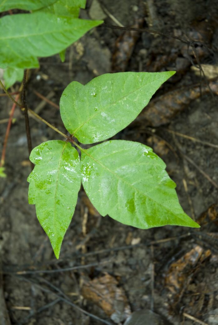 The Order of the Poison Oak by Brent Hartinger