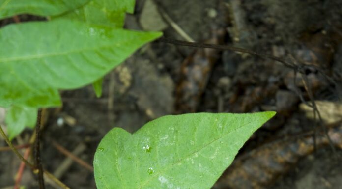 How to deal with poison oak