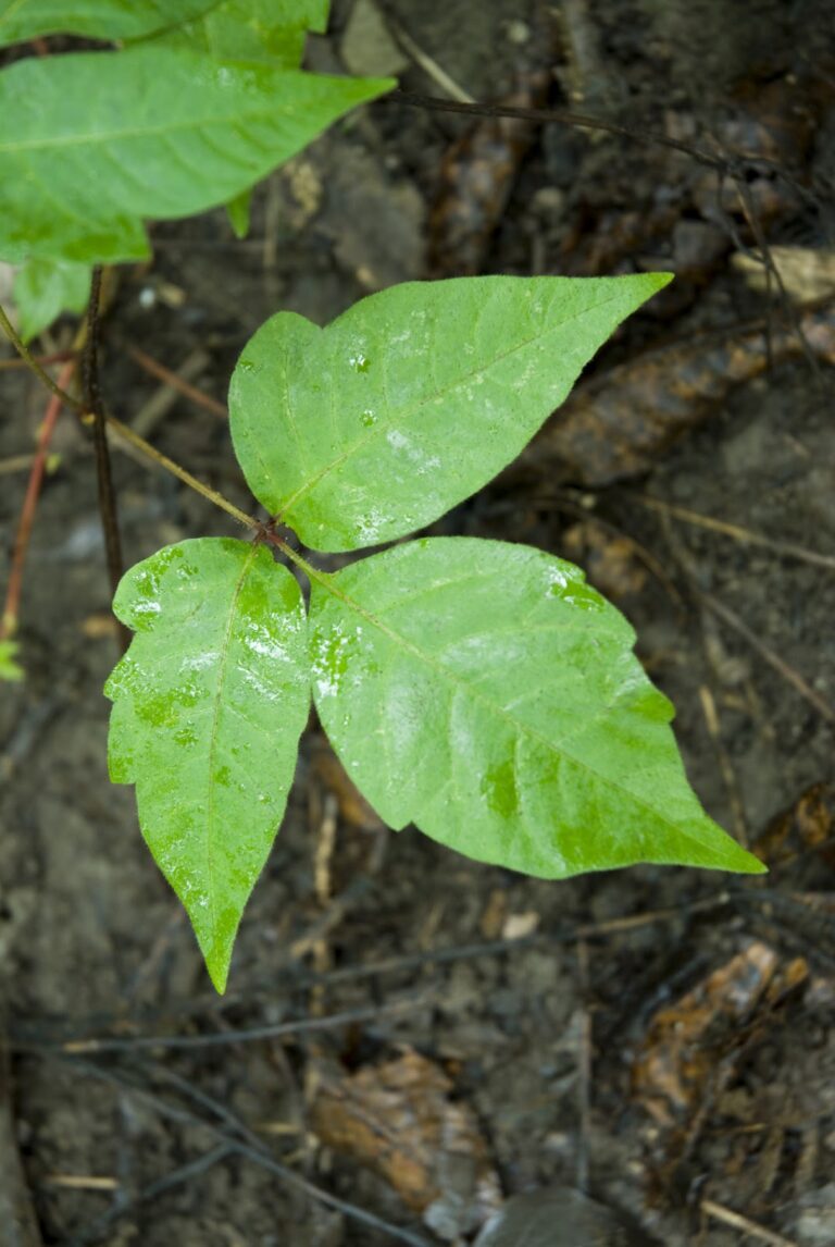 How to deal with poison oak