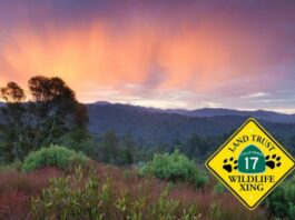 A plan to reduce animal-vehicle collisions on Hwy 17