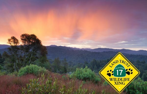 A plan to reduce animal-vehicle collisions on Hwy 17