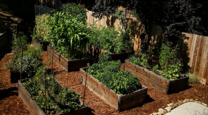 Growing Great Vegetables – Part 2