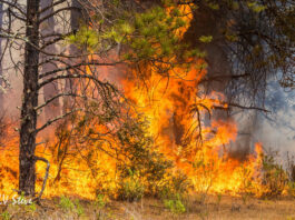 As fire season starts, how to prepare