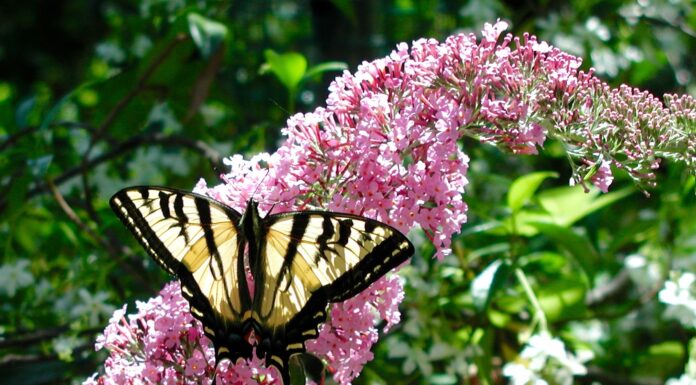 Creating a Butterfly Garden