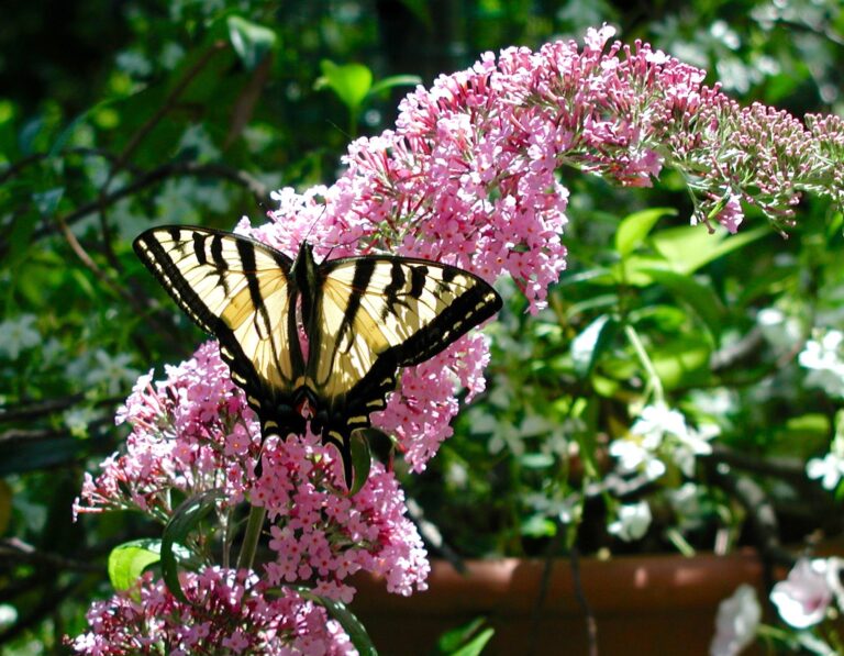 Creating a Butterfly Garden