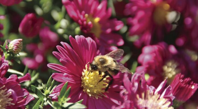 Stay safe from stinging insects