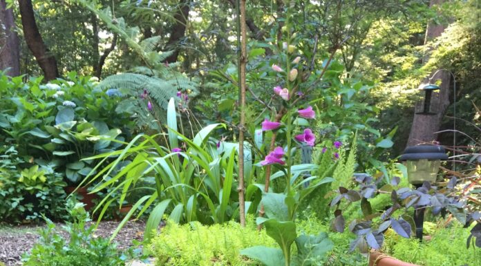 All about herbs