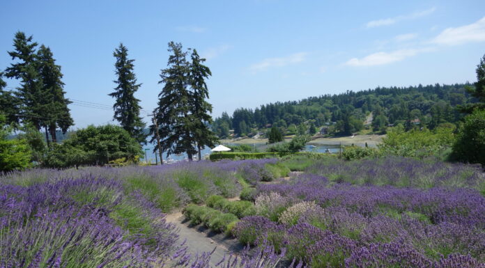 Lavender- Everything you Ever Wanted to Know