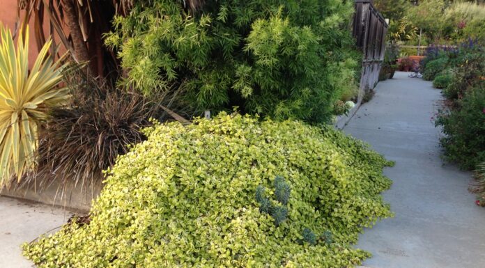 The Most Valuable Plant in Your Garden