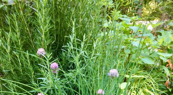 Harvesting, drying and preserving herbs