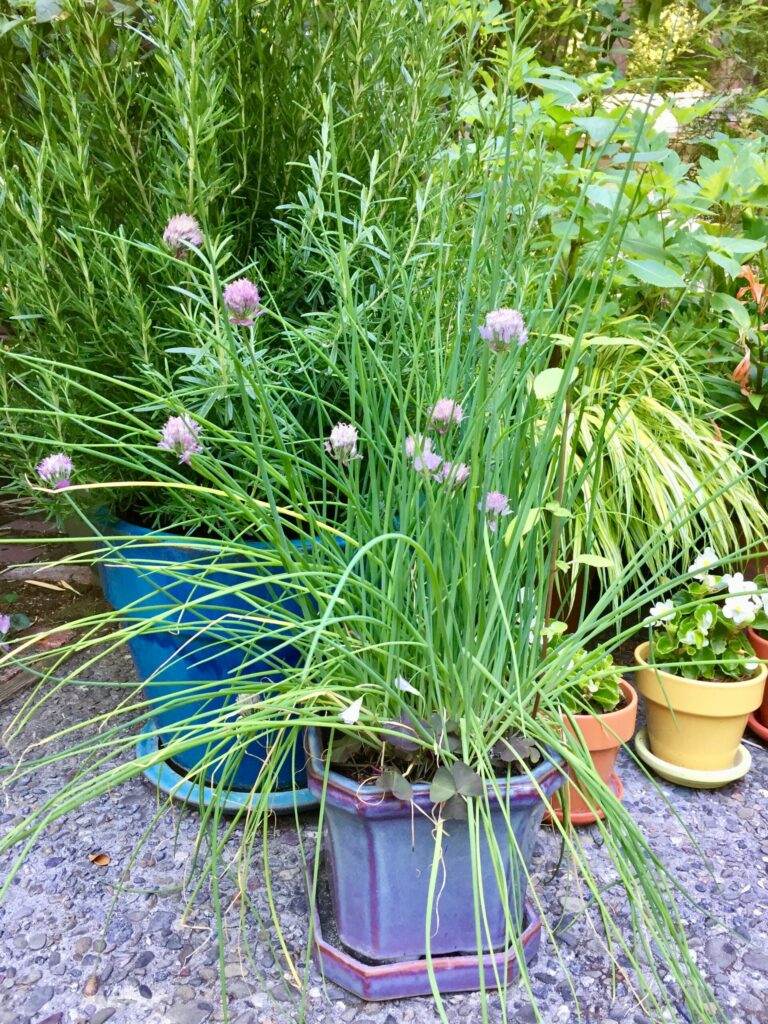 Harvesting, drying and preserving herbs