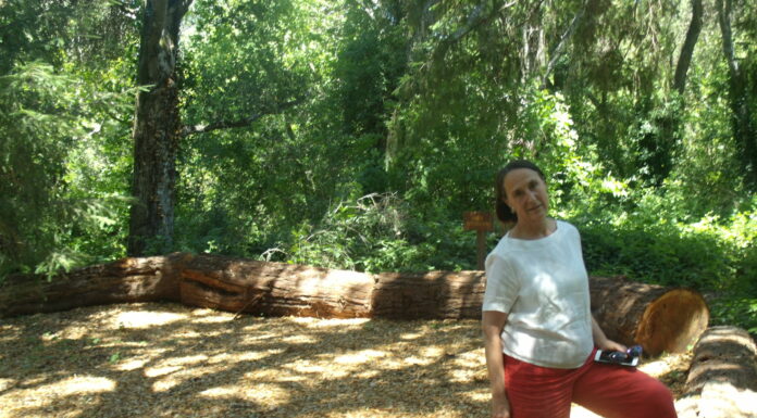 Native habitat restoration in San Lorenzo Valley