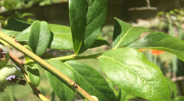 Why blue is so valued in the garden