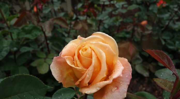 Adding Fragrant Plants to the Garden