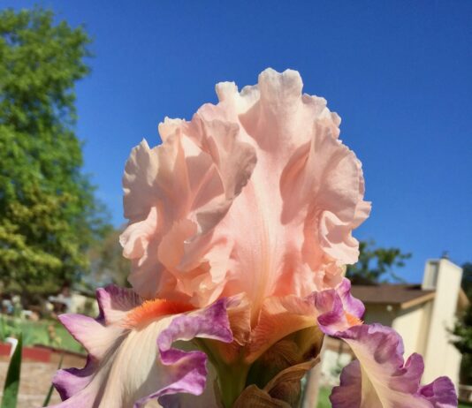 You can never grow too many tall bearded iris
