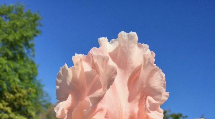You can never grow too many tall bearded iris