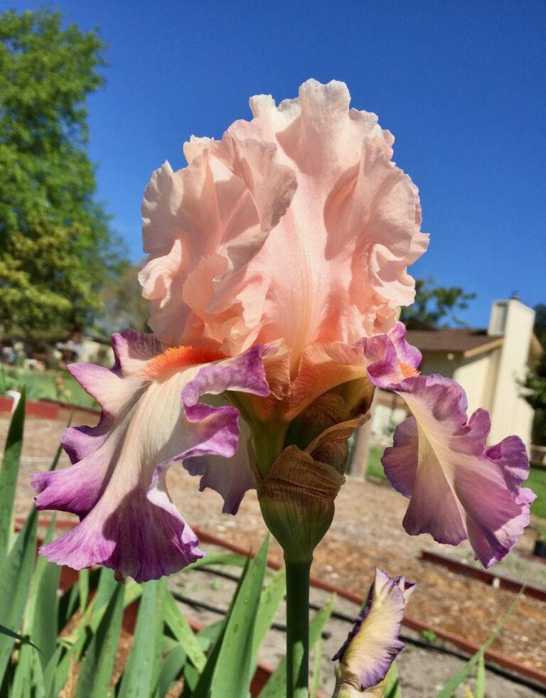 You can never grow too many tall bearded iris