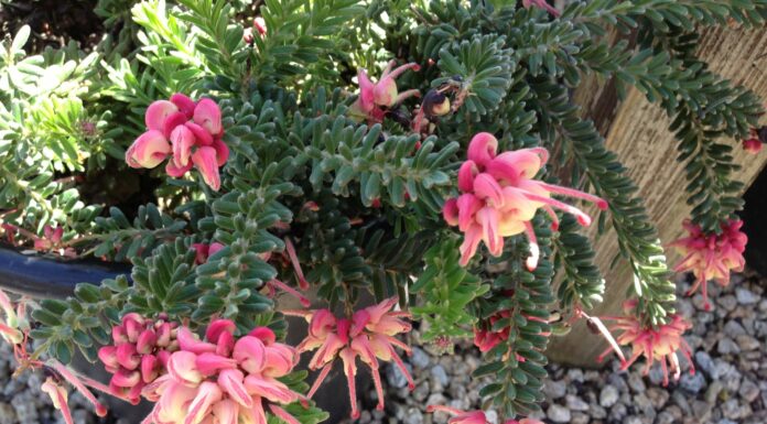 The Fall Equinox and the Garden