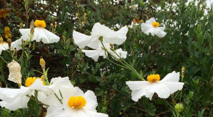 Planting California Natives this Fall