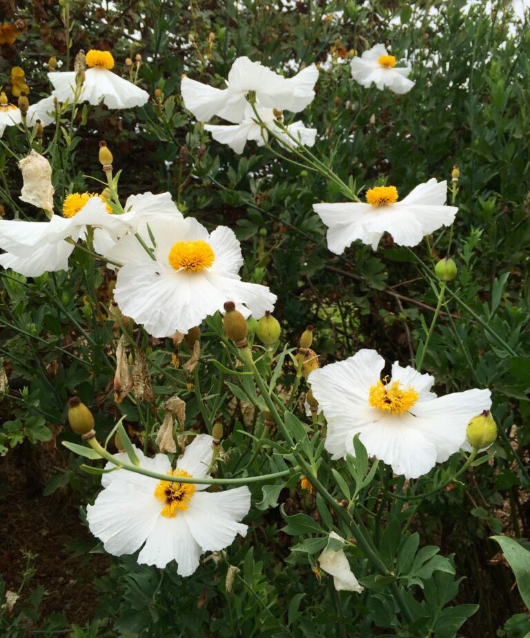 Planting California Natives this Fall