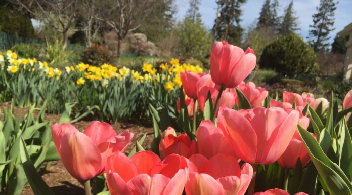 Planting Bulbs in The Santa Cruz Mountains
